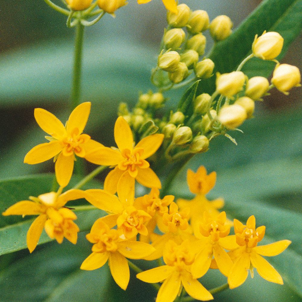Gelbe Seidenpflanze 'Silky Gold' in der Gruppe Samen / Einjährige Blumen bei Impecta Fröhandel (8109)