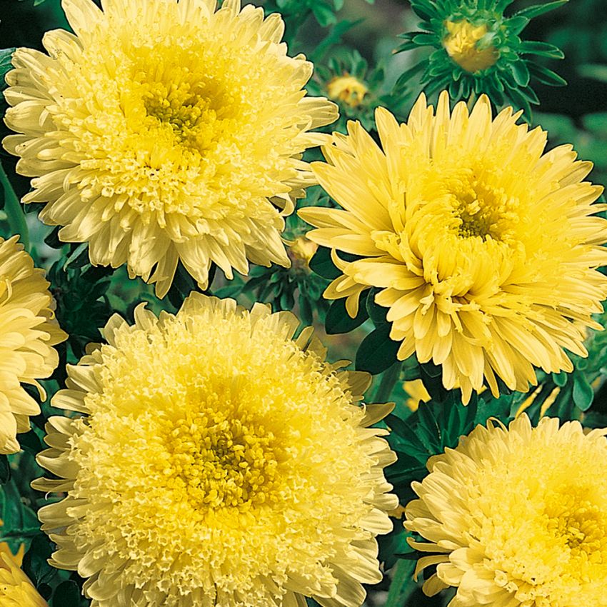 Sommeraster 'Princess Yellow' in der Gruppe Samen / Einjährige Blumen bei Impecta Fröhandel (8160)