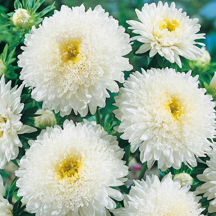Sommeraster 'Princess White' in der Gruppe Samen / Einjährige Blumen bei Impecta Fröhandel (8161)