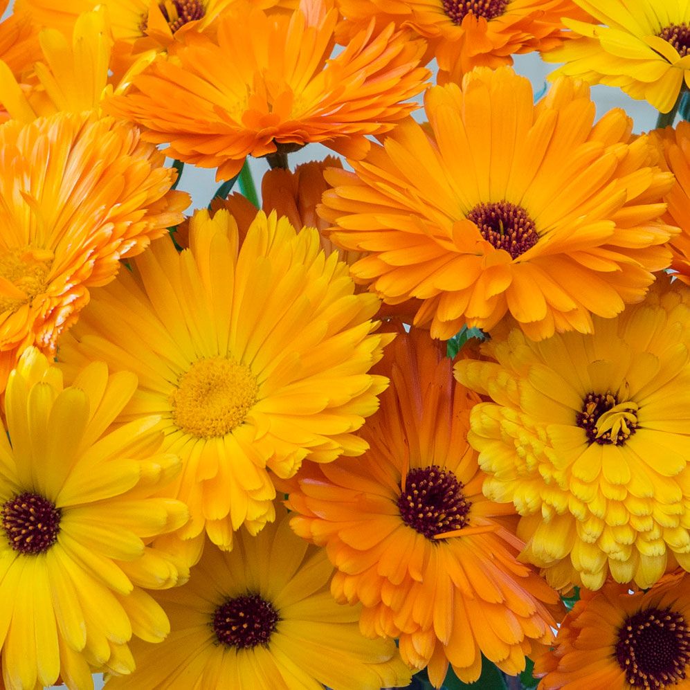 Ringelblume in der Gruppe Samen / Einjährige Blumen bei Impecta Fröhandel (81901)
