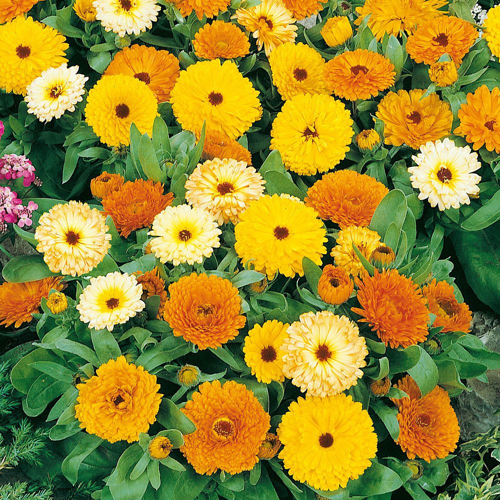 Ringelblume 'Fiesta Gitana' in der Gruppe Samen / Einjährige Blumen bei Impecta Fröhandel (8194)