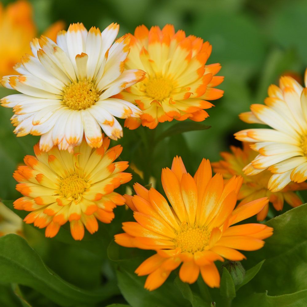 Ringelblume 'Oopsy Daisy' in der Gruppe Samen / Einjährige Blumen bei Impecta Fröhandel (81991)
