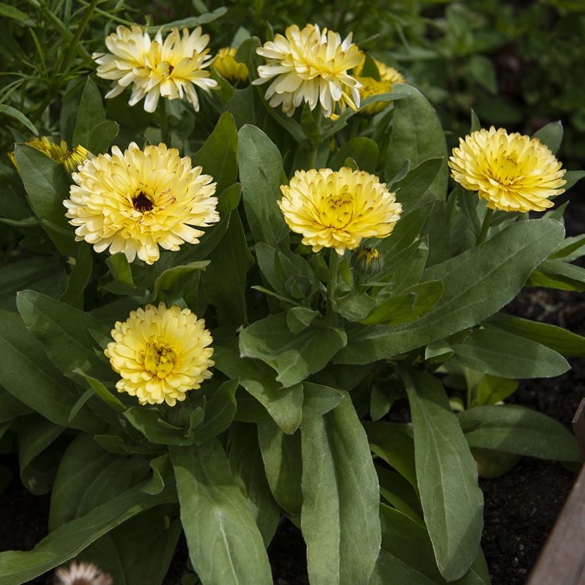 Ringelblume 'Costa Light Yellow' in der Gruppe Samen / Einjährige Blumen bei Impecta Fröhandel (81992)