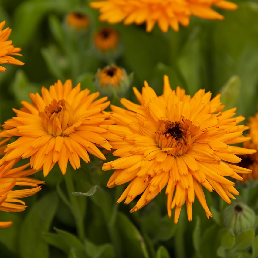 Ringelblume 'Calexis Orange' in der Gruppe Samen / Einjährige Blumen bei Impecta Fröhandel (81995)