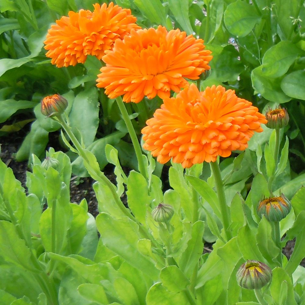 Ringelblume 'Orange King' in der Gruppe Samen / Einjährige Blumen bei Impecta Fröhandel (8200)
