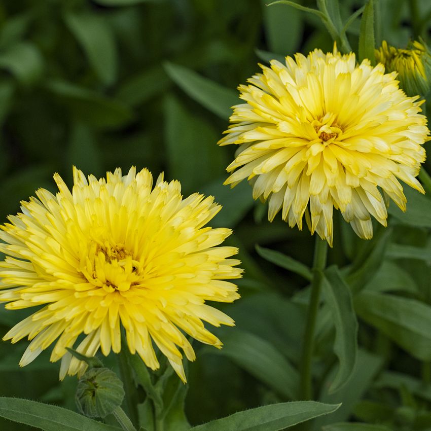 Ringelblume 'Honeymoon' in der Gruppe Samen / Einjährige Blumen bei Impecta Fröhandel (8201)