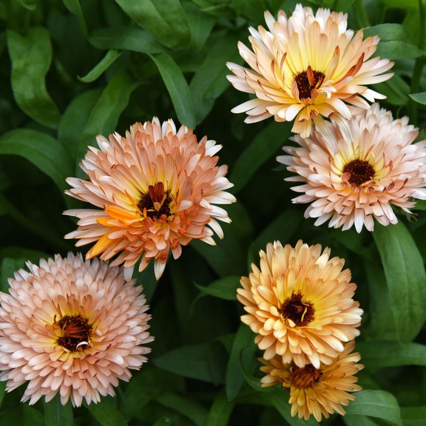 Ringelblume 'Orange Flash' in der Gruppe Samen / Einjährige Blumen bei Impecta Fröhandel (82020)