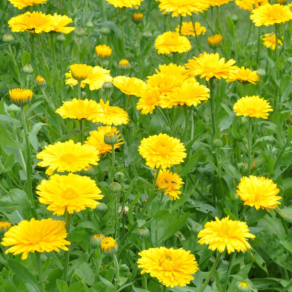 Ringelblume 'Yellow Colossal' in der Gruppe Samen / Einjährige Blumen bei Impecta Fröhandel (8204)
