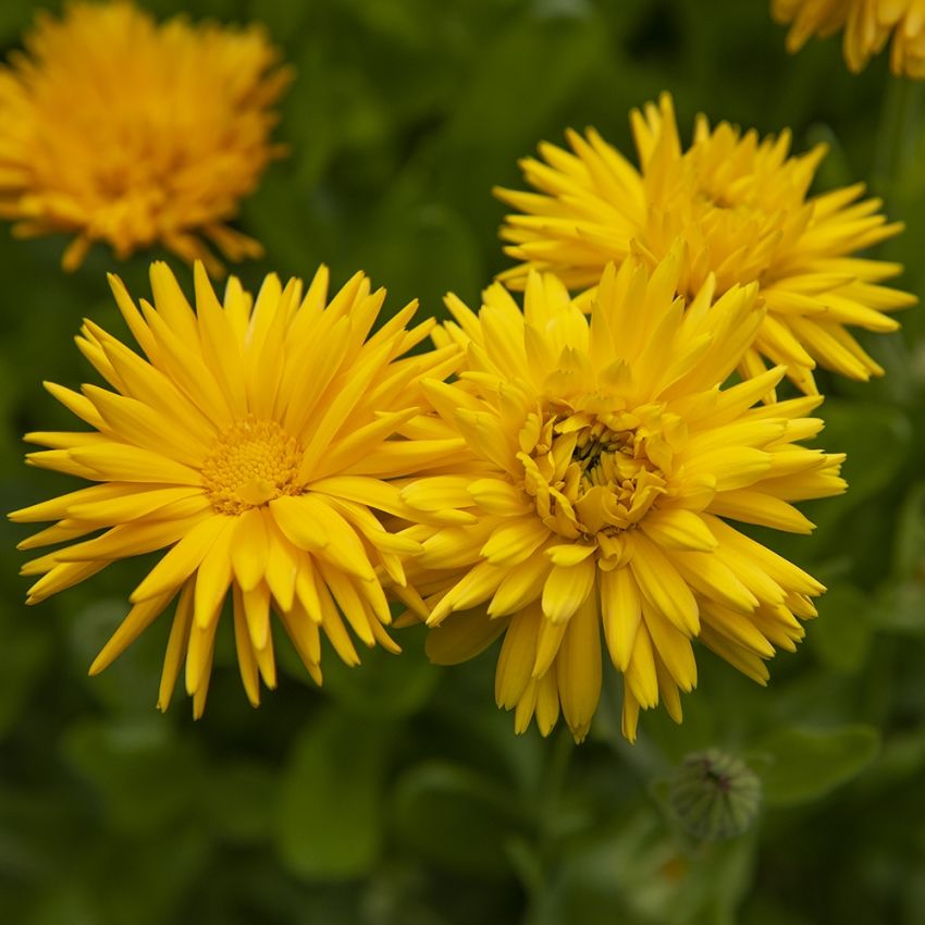 Ringelblume 'Porcupine Yellow' in der Gruppe Samen / Einjährige Blumen bei Impecta Fröhandel (82041)