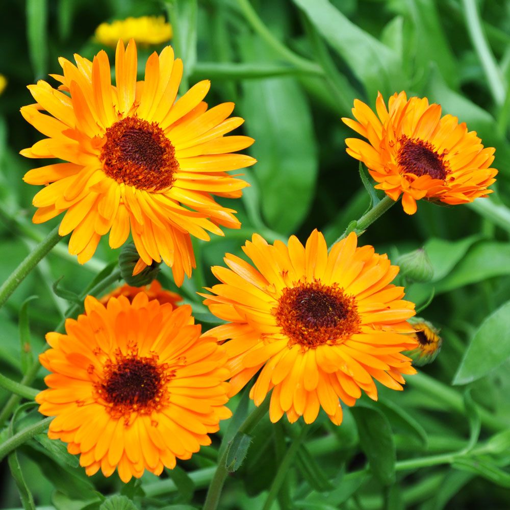 Ringelblume 'Black-Centered Orange Princess' in der Gruppe Samen / Einjährige Blumen bei Impecta Fröhandel (8206)