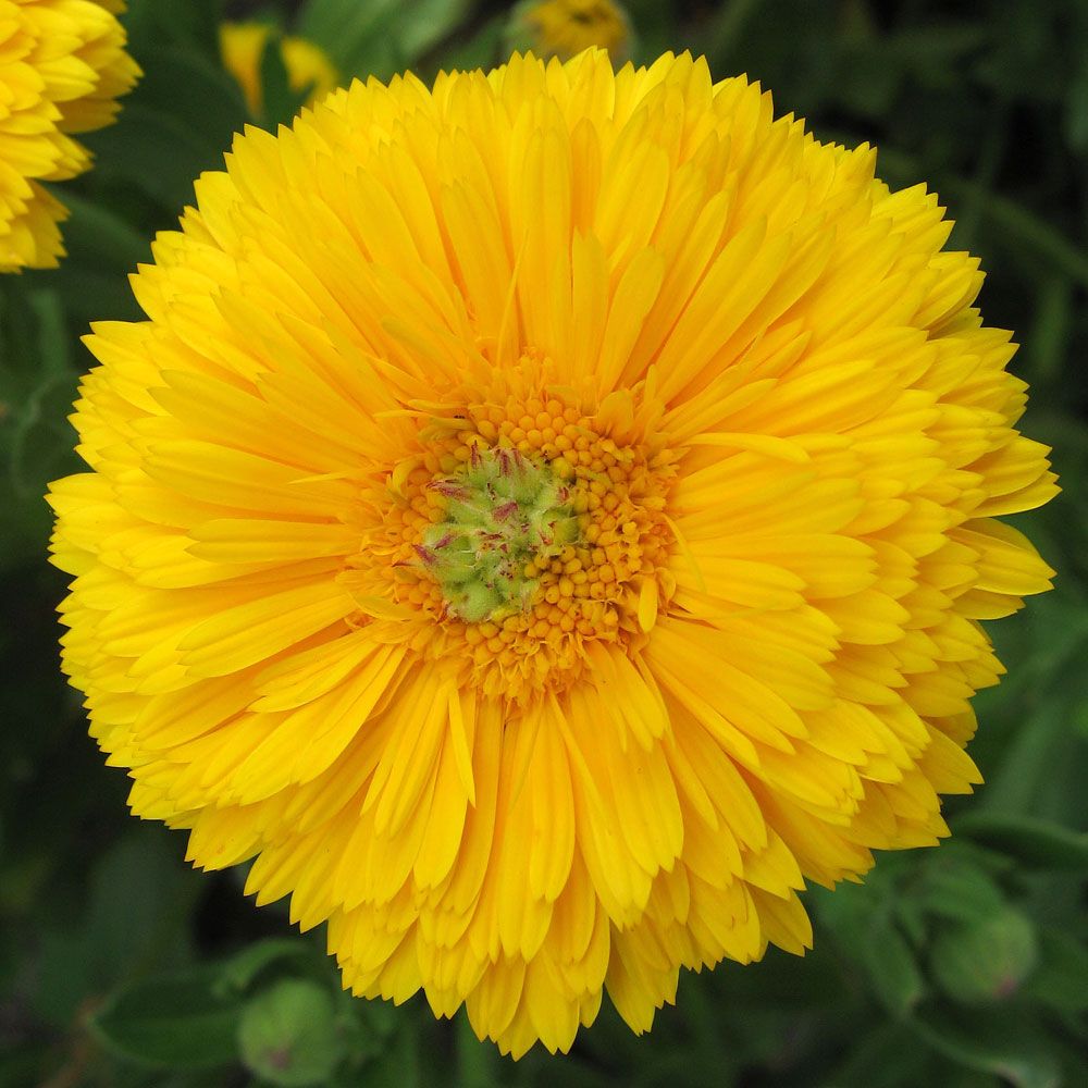 Ringelblume 'Greenheart Yellow' in der Gruppe Samen / Einjährige Blumen bei Impecta Fröhandel (8207)