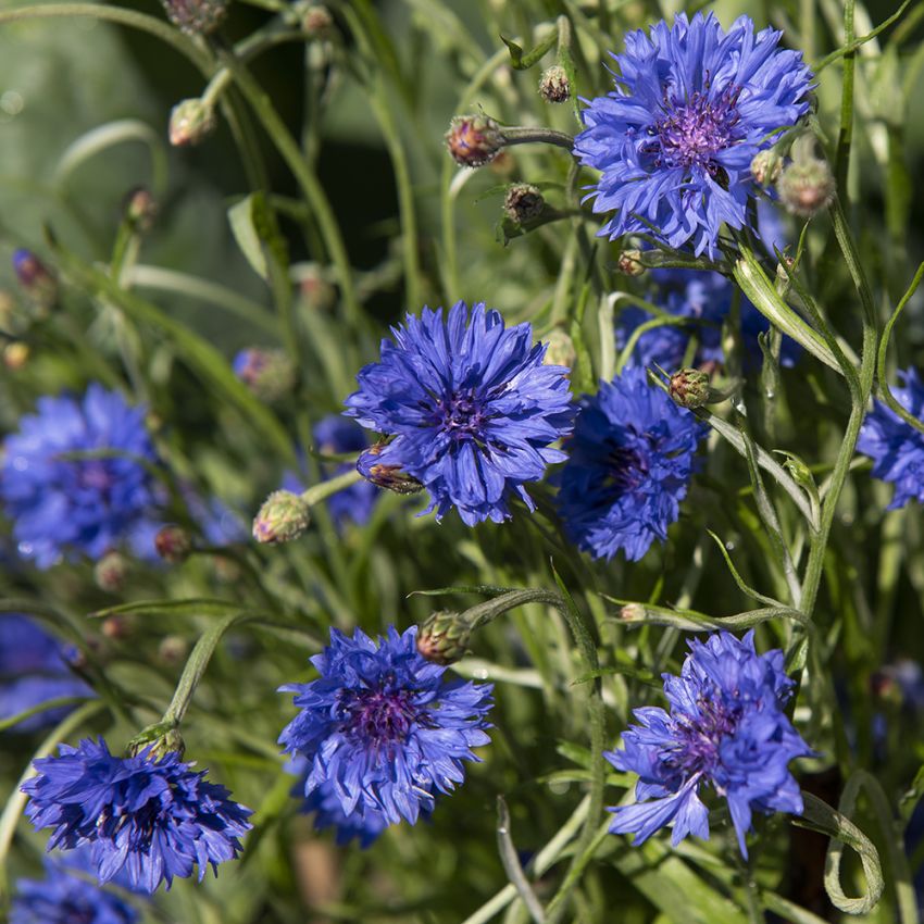 Kornblume 'Blue Ball' in der Gruppe Samen / Einjährige Blumen bei Impecta Fröhandel (82201)