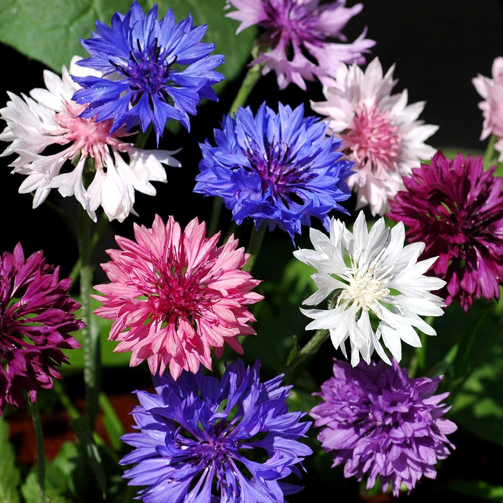 Kornblume 'Dwarf Pouce' in der Gruppe Samen / Einjährige Blumen bei Impecta Fröhandel (8222)