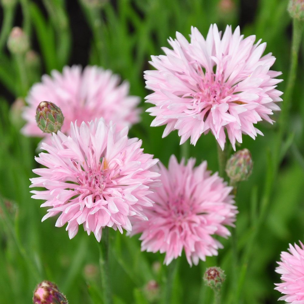 Kornblume 'Tom Pouce Pink' in der Gruppe Samen / Einjährige Blumen bei Impecta Fröhandel (8224)