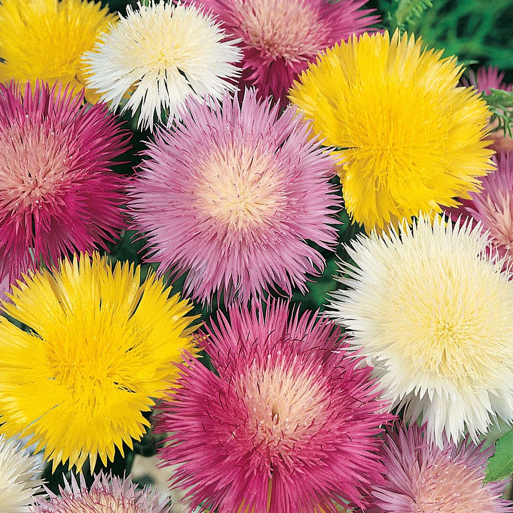 Flockenblume Grossblumige Mischung in der Gruppe Samen / Einjährige Blumen bei Impecta Fröhandel (8228)