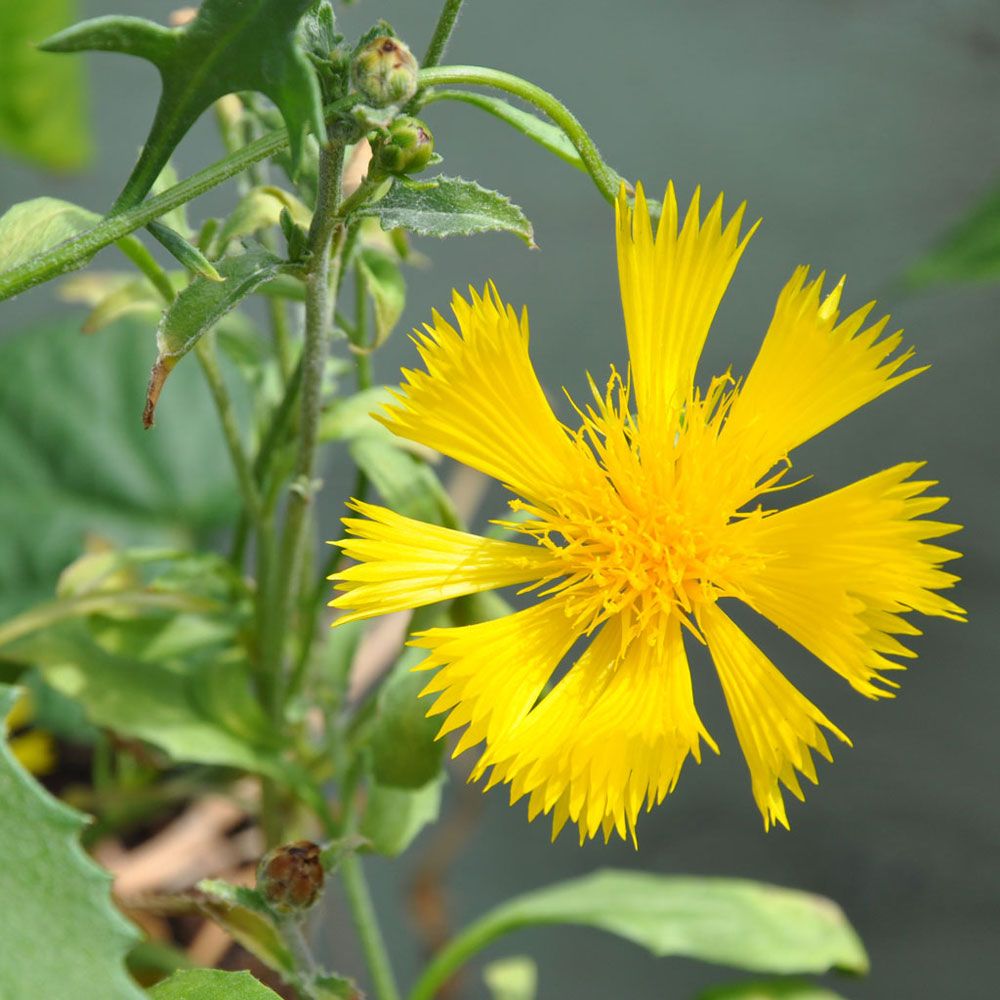 Gelbe Duftnessel in der Gruppe Samen / Einjährige Blumen bei Impecta Fröhandel (8229)