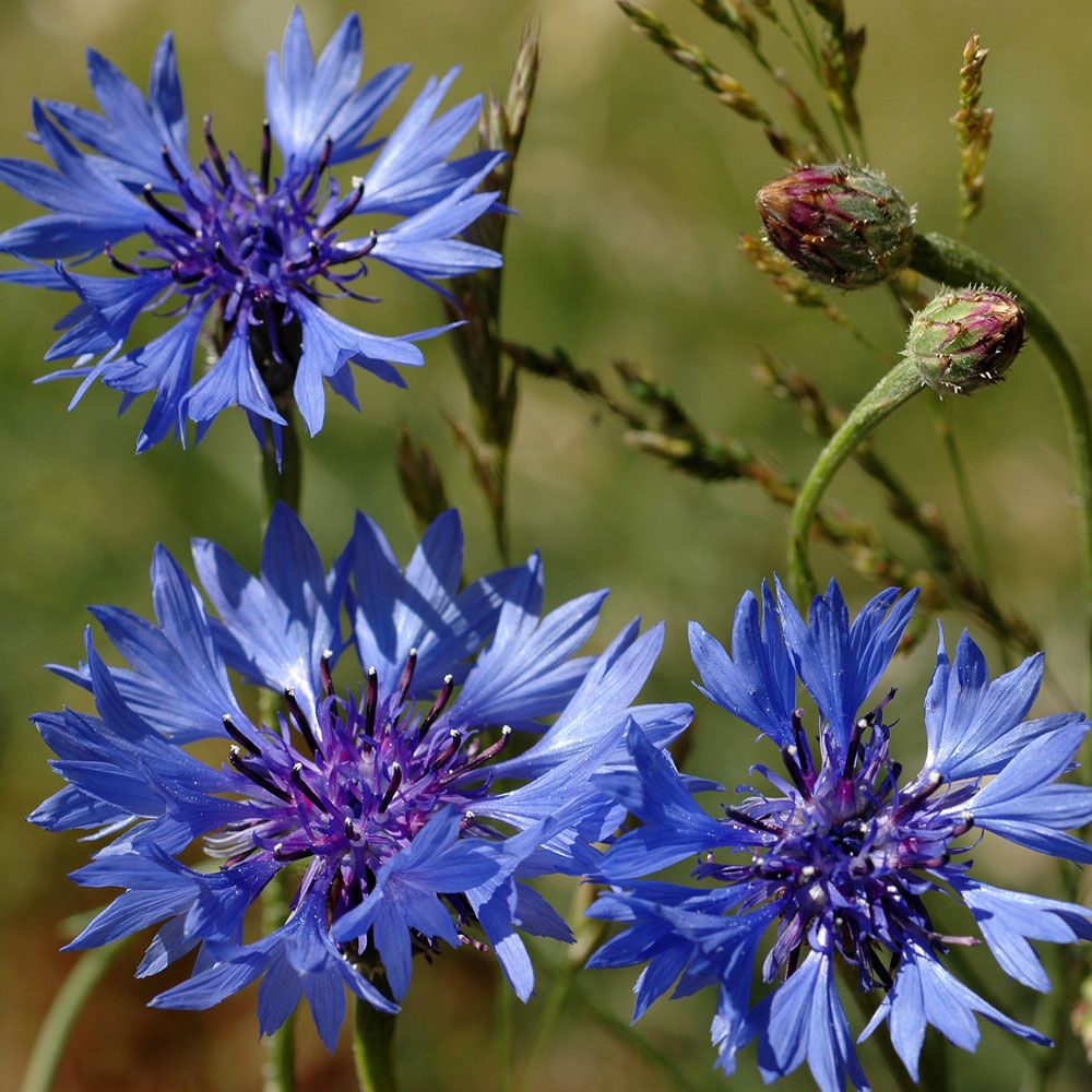 Altmodische Kornblume in der Gruppe Samen / Einjährige Blumen bei Impecta Fröhandel (8236)