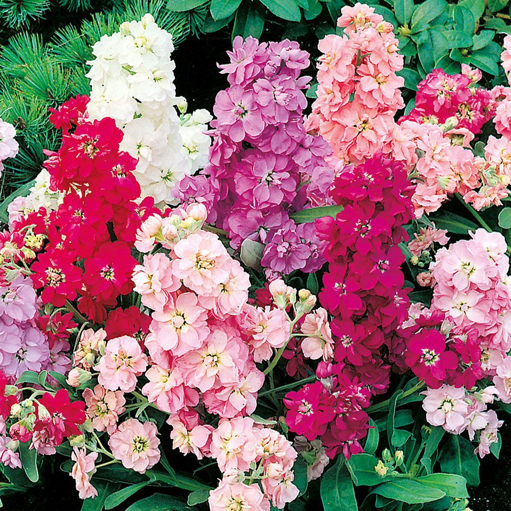 Garten-Levkoje ’Beauty Of Nice' in der Gruppe Samen / Einjährige Blumen bei Impecta Fröhandel (8240)