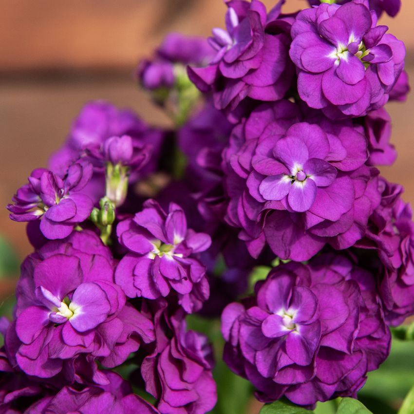 Levkoje 'Hot Cakes Purple' in der Gruppe Samen / Einjährige Blumen bei Impecta Fröhandel (82412)