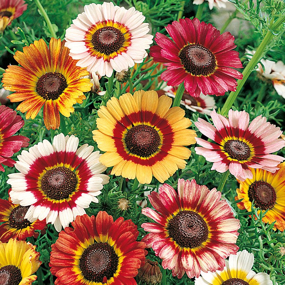 Wucherblume 'Confetti' in der Gruppe Samen / Einjährige Blumen bei Impecta Fröhandel (8250)