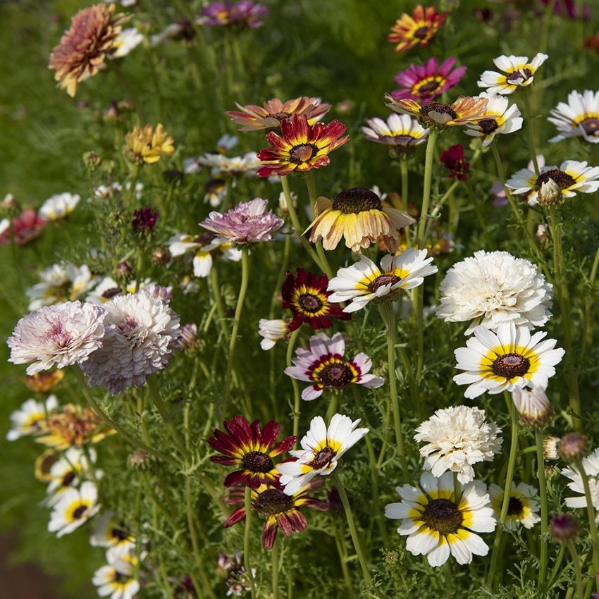 Wucherblume 'Dunetti' in der Gruppe Samen / Einjährige Blumen bei Impecta Fröhandel (82501)