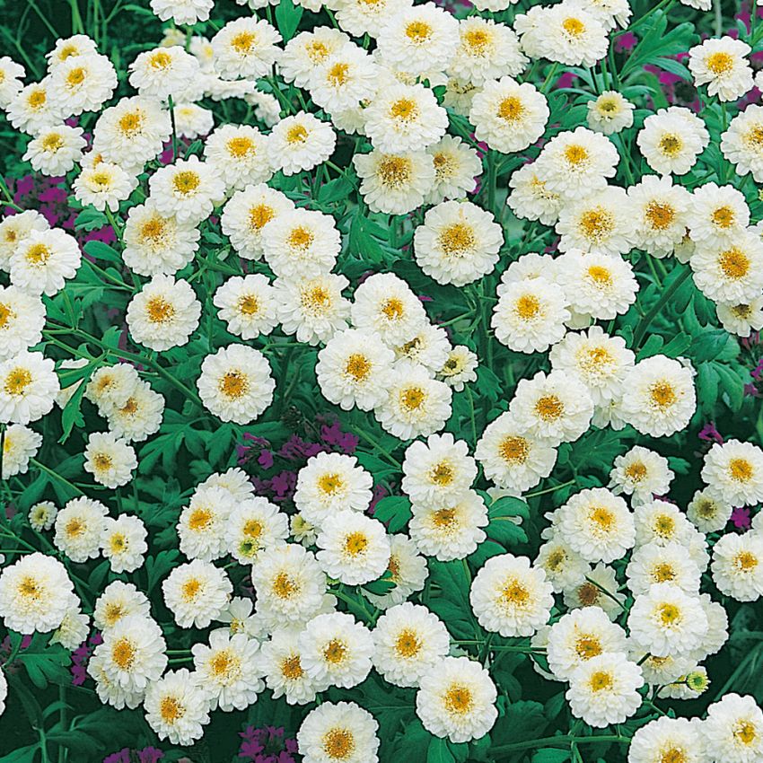 Mutterkraut 'Tetra White Wonder' in der Gruppe Samen / Einjährige Blumen bei Impecta Fröhandel (8258)