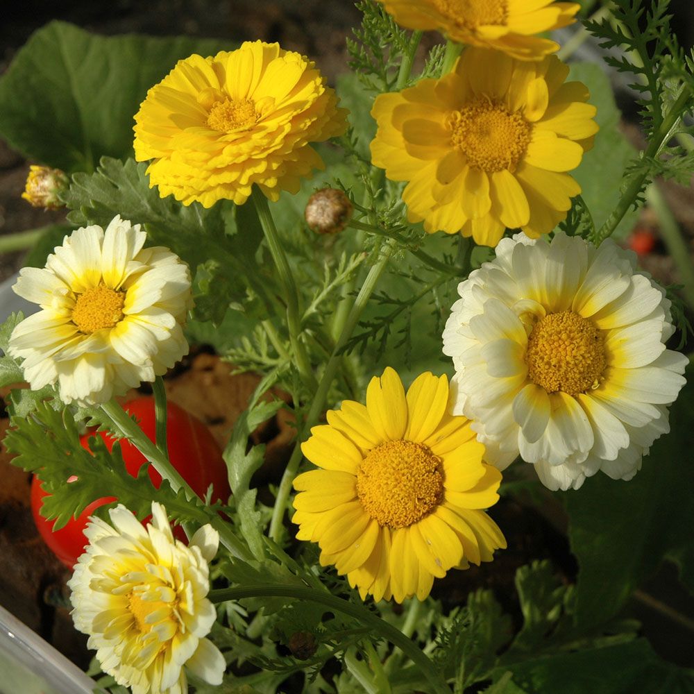 Kronenwucherblume in der Gruppe Samen / Einjährige Blumen bei Impecta Fröhandel (8260)