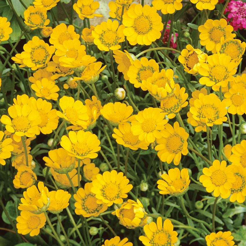 Gelbe Zwergmargerite in der Gruppe Samen / Einjährige Blumen bei Impecta Fröhandel (8261)