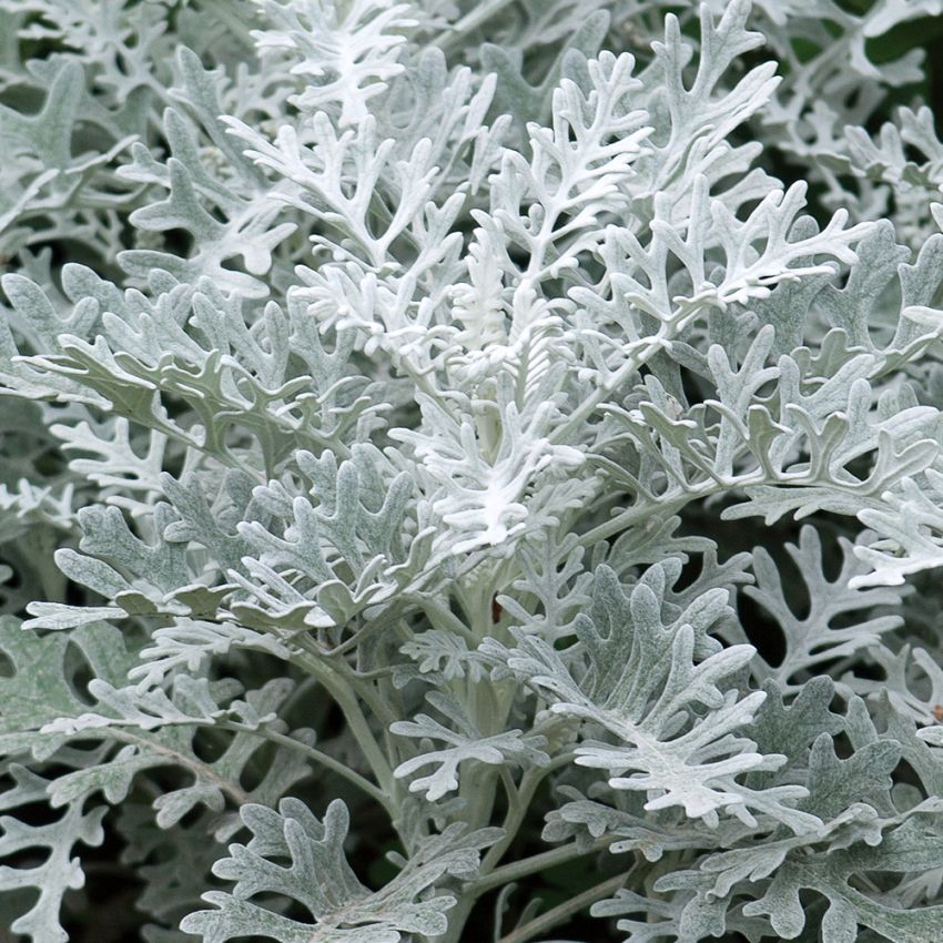Silber-Greiskraut 'Silver Dust' in der Gruppe Samen / Einjährige Blumen bei Impecta Fröhandel (8270)