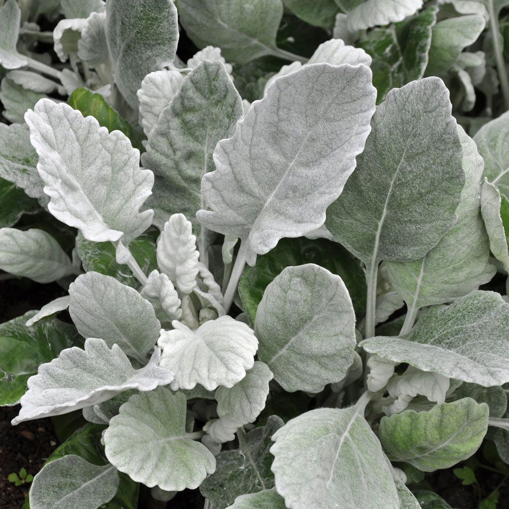 Silber-Greiskraut 'Cirrus' in der Gruppe Samen / Einjährige Blumen bei Impecta Fröhandel (82701)