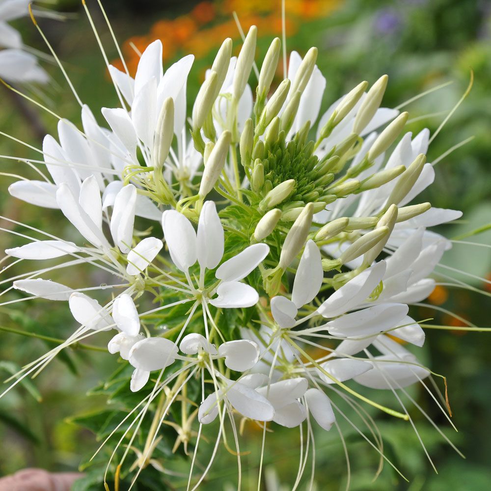 Spinnenpflanze 'White Queen' in der Gruppe Samen / Einjährige Blumen bei Impecta Fröhandel (8286)