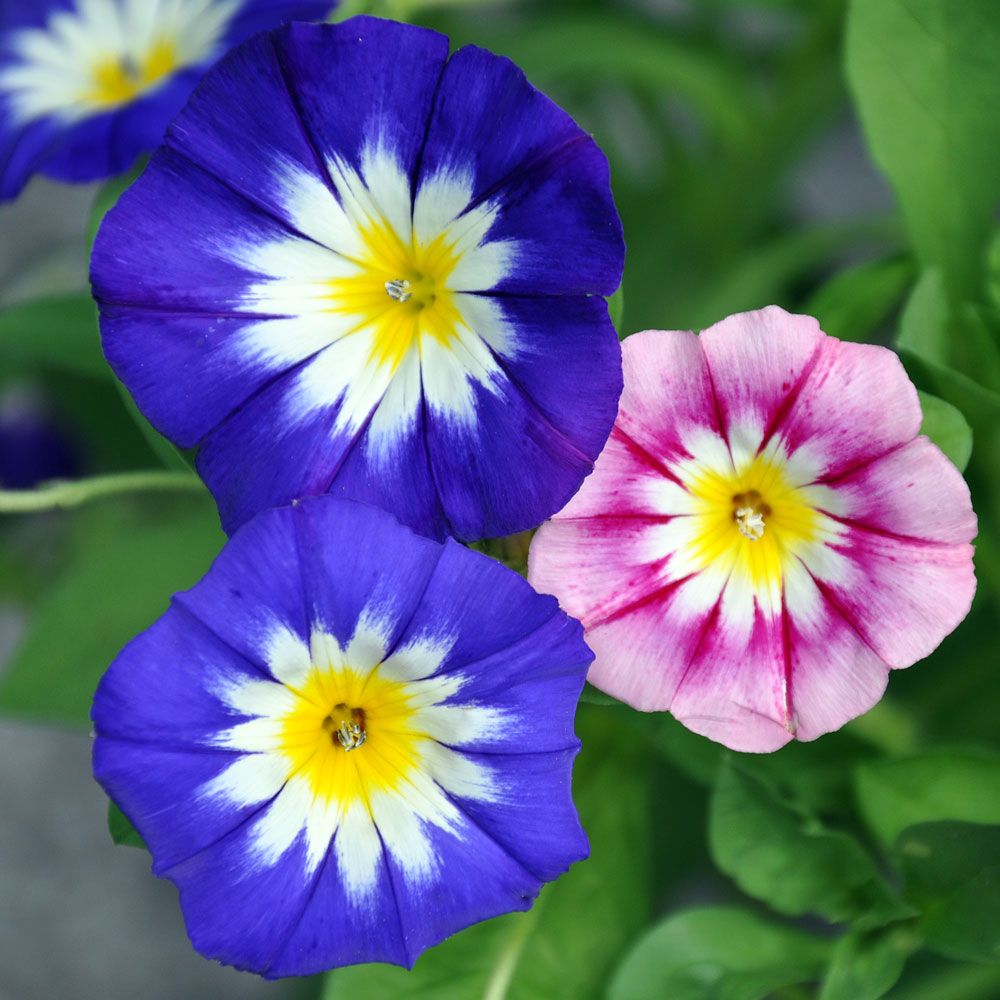 Dreifarbige Winde in der Gruppe Samen / Einjährige Blumen bei Impecta Fröhandel (8300)