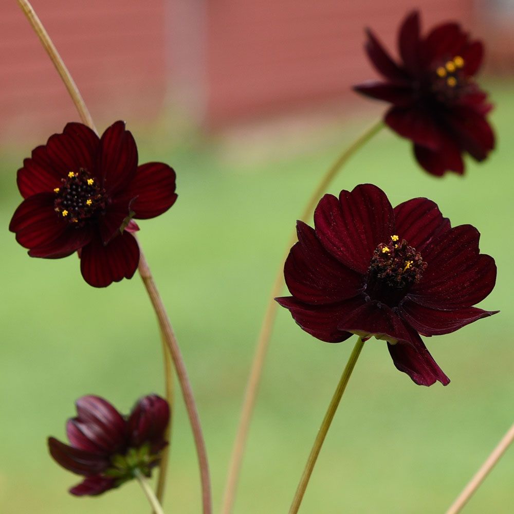 Schockoladenblume 'Black Magic' in der Gruppe Samen / Einjährige Blumen bei Impecta Fröhandel (83080)