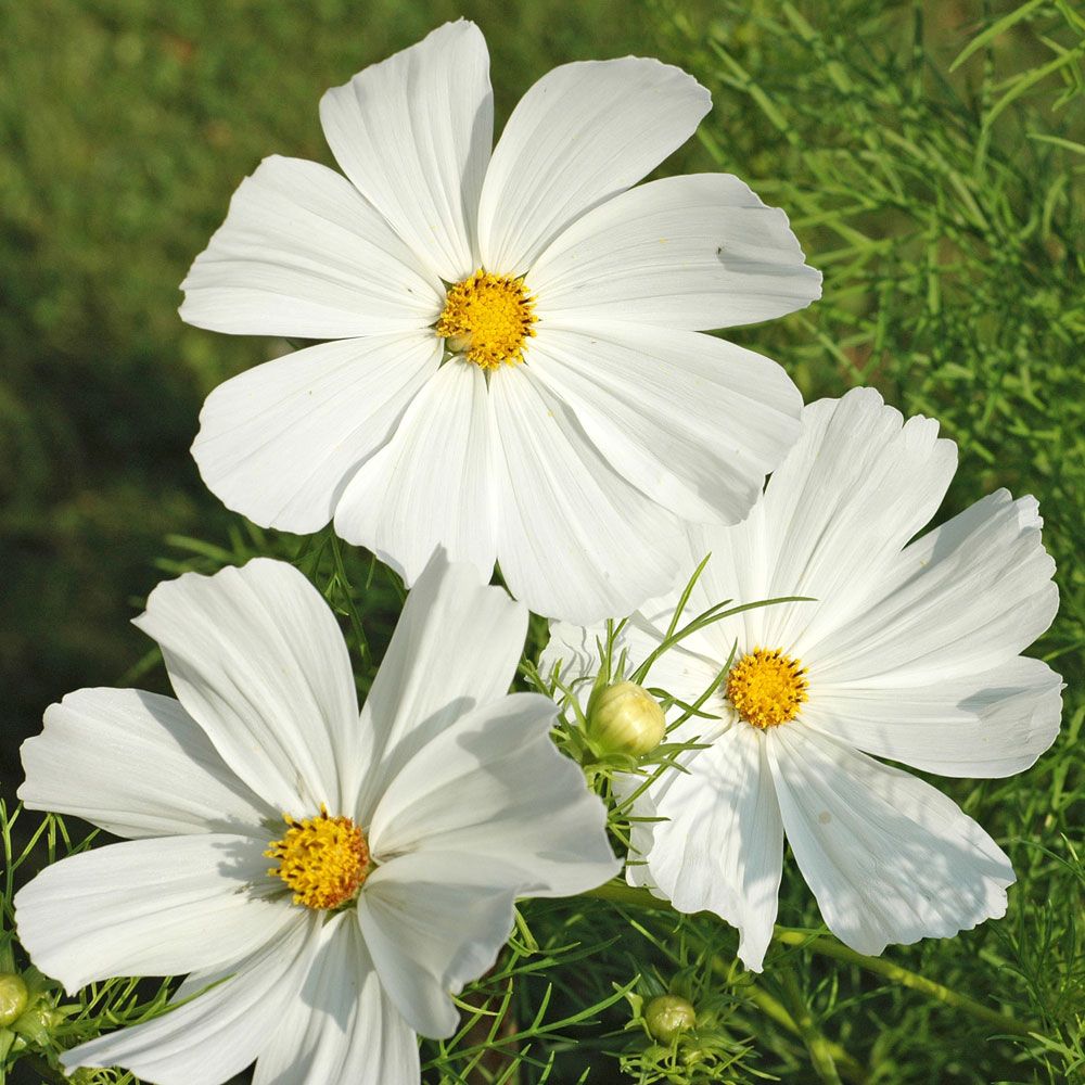 Schmuckkörbchen 'Vega White' in der Gruppe Samen / Einjährige Blumen bei Impecta Fröhandel (8312)