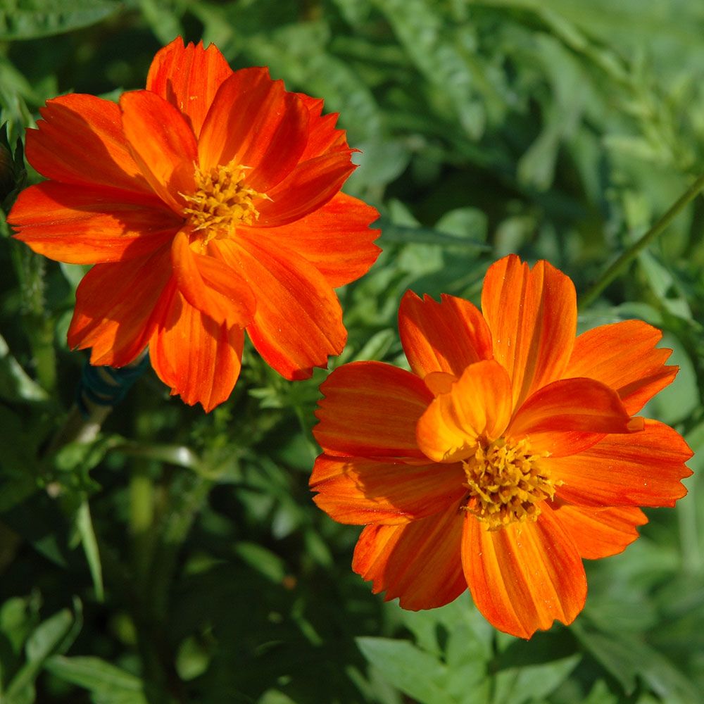 Gelbes Schmuckkörbchen 'Sunny Red' in der Gruppe Samen / Einjährige Blumen bei Impecta Fröhandel (8314)