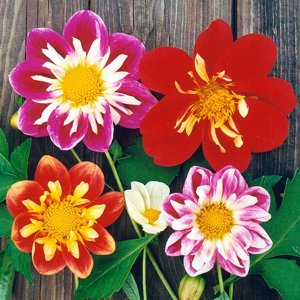 Collarette-Dahlie 'Collarette Dandy' in der Gruppe Samen / Einjährige Blumen bei Impecta Fröhandel (8326)