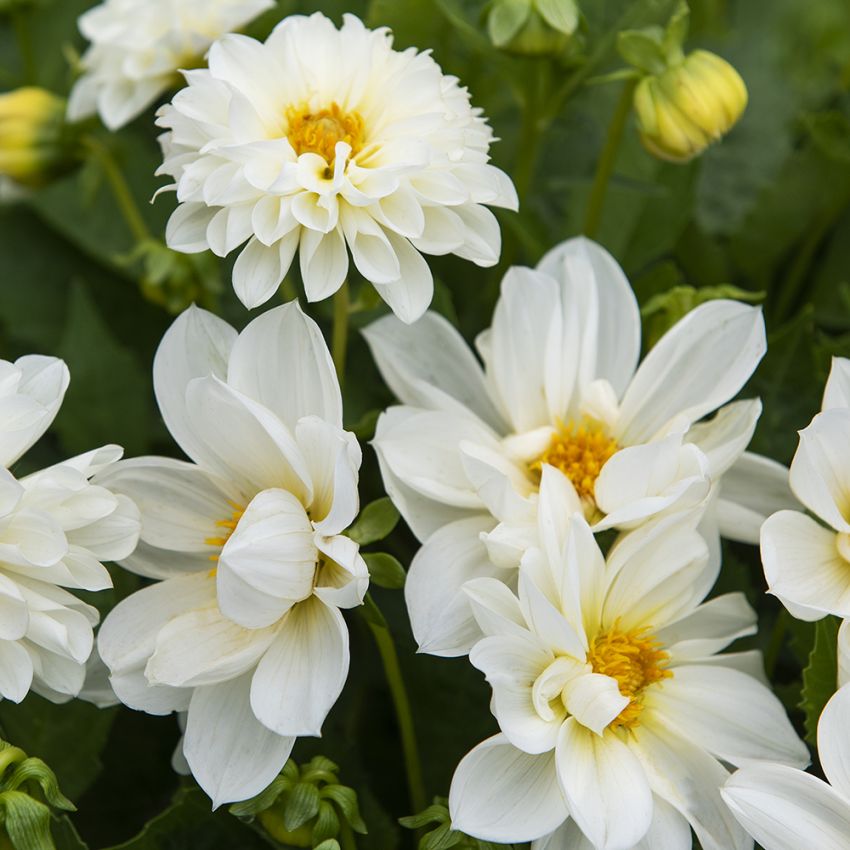 Dahlie 'Opera White' in der Gruppe Samen / Einjährige Blumen bei Impecta Fröhandel (83262)
