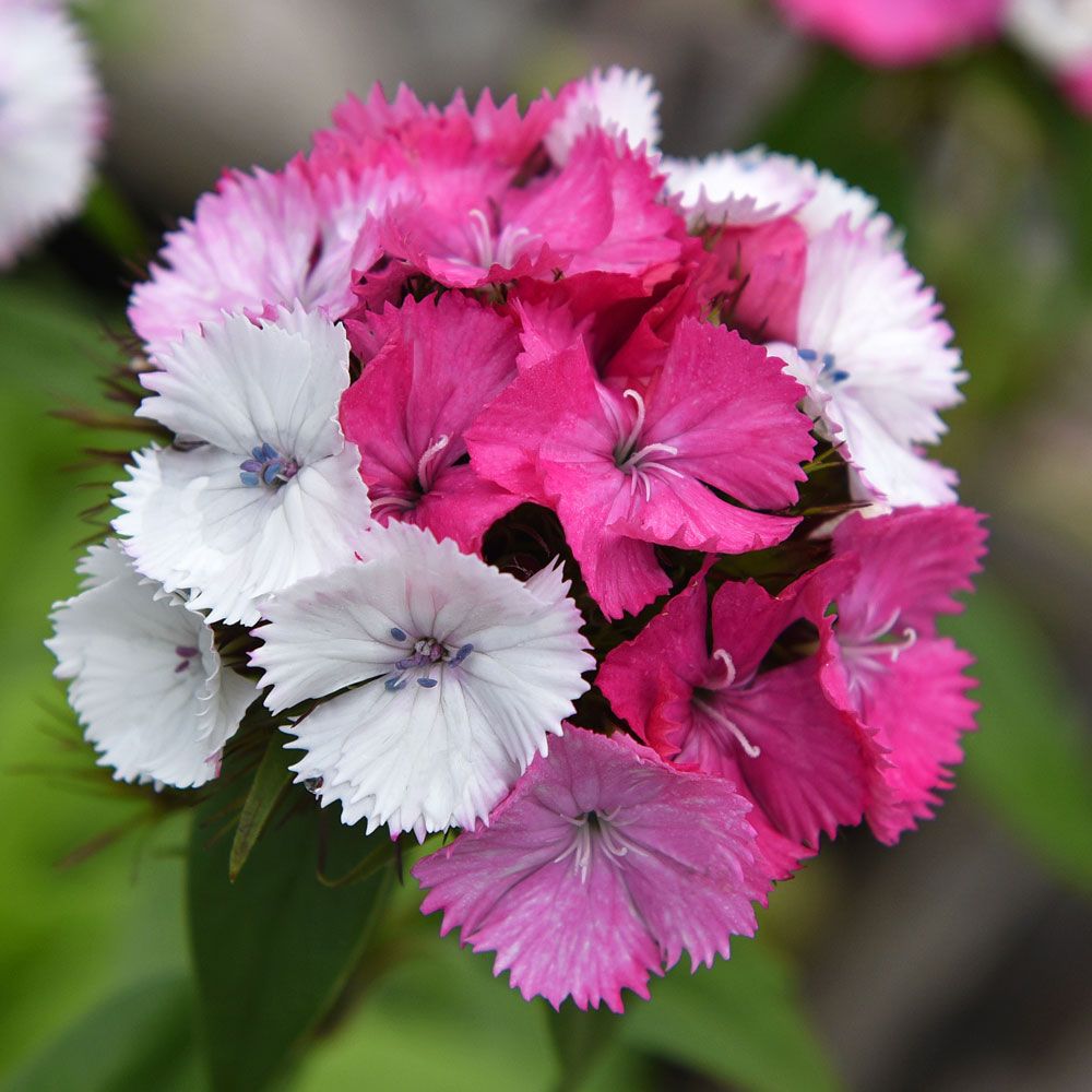 Bartnelke 'Sweet Pink Magic' in der Gruppe Samen / Einjährige Blumen bei Impecta Fröhandel (83351)