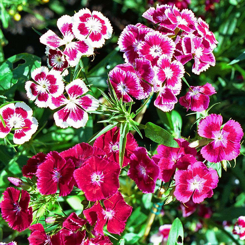 Bartnelke 'Summer Beauty' in der Gruppe Samen / Einjährige Blumen bei Impecta Fröhandel (8337)
