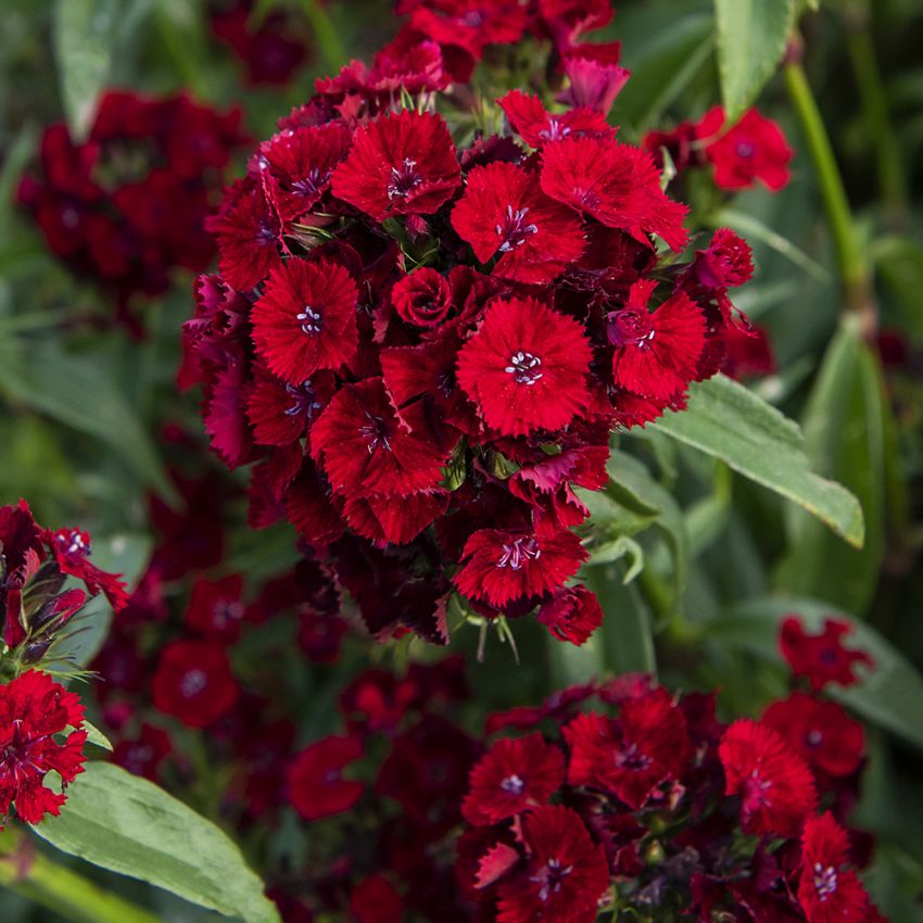 Bartnelke 'Sweet Red' in der Gruppe Samen / Einjährige Blumen bei Impecta Fröhandel (83402)