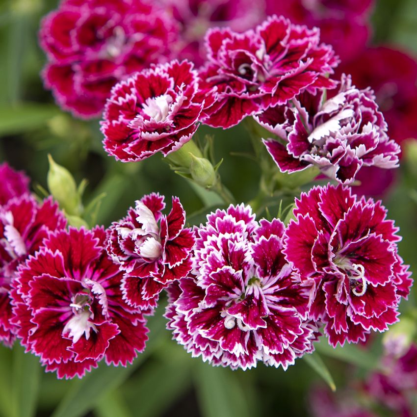 Bartnelke 'Dynasty Rose Lace' in der Gruppe Samen / Einjährige Blumen bei Impecta Fröhandel (83403)