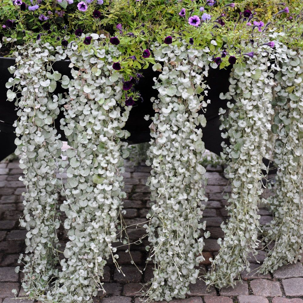 Silberregen 'Silver Falls' in der Gruppe Samen / Einjährige Blumen bei Impecta Fröhandel (83436)