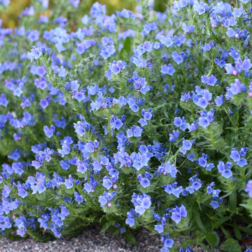 Natternkopf 'Blue Bedder' in der Gruppe Samen / Einjährige Blumen bei Impecta Fröhandel (8353)