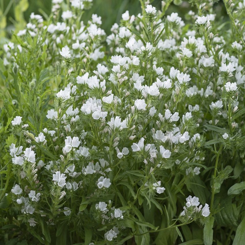 Natternkopf 'White Bedder' in der Gruppe Samen / Einjährige Blumen bei Impecta Fröhandel (83533)