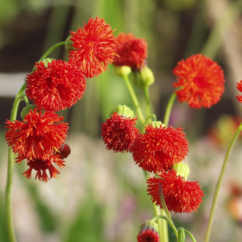 Quastenblume 'Scarlet Magic' in der Gruppe Samen / Einjährige Blumen bei Impecta Fröhandel (8355)