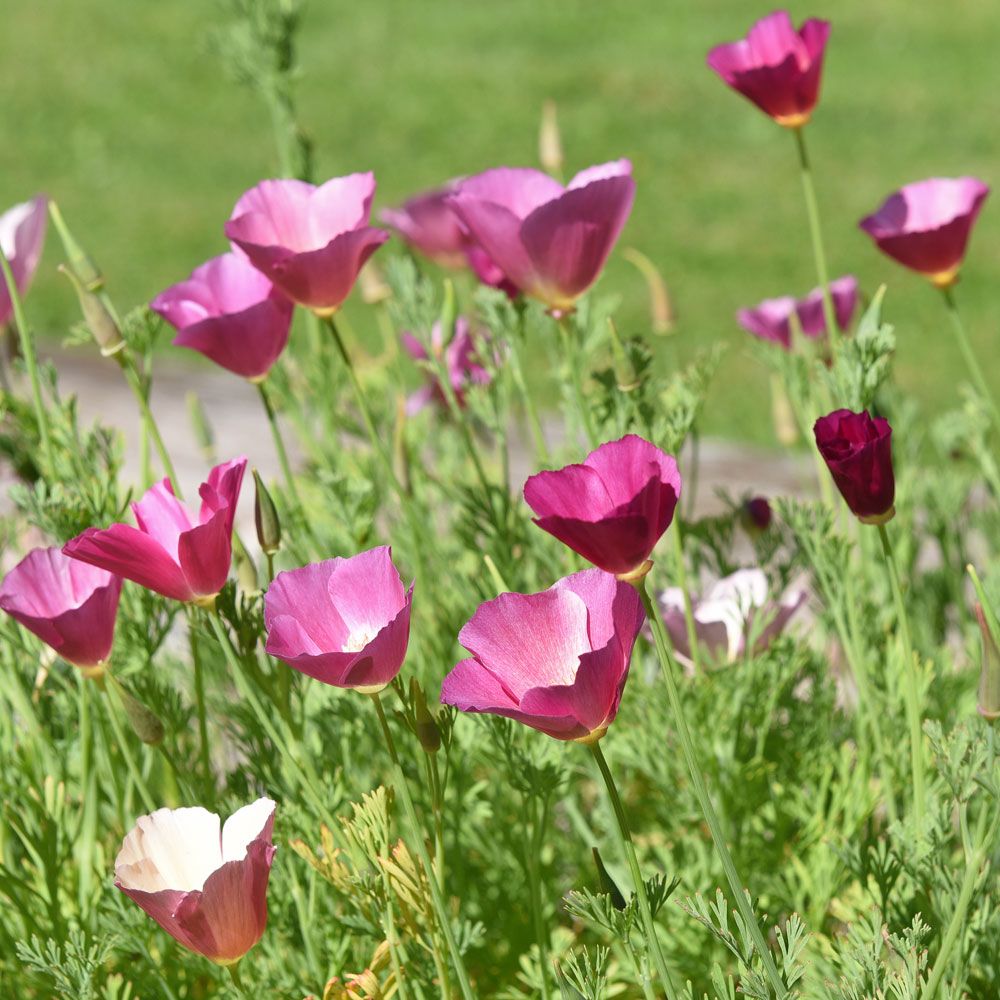 Kalifornischer Mohn 'Purple Gleam' in der Gruppe Samen / Einjährige Blumen bei Impecta Fröhandel (83620)