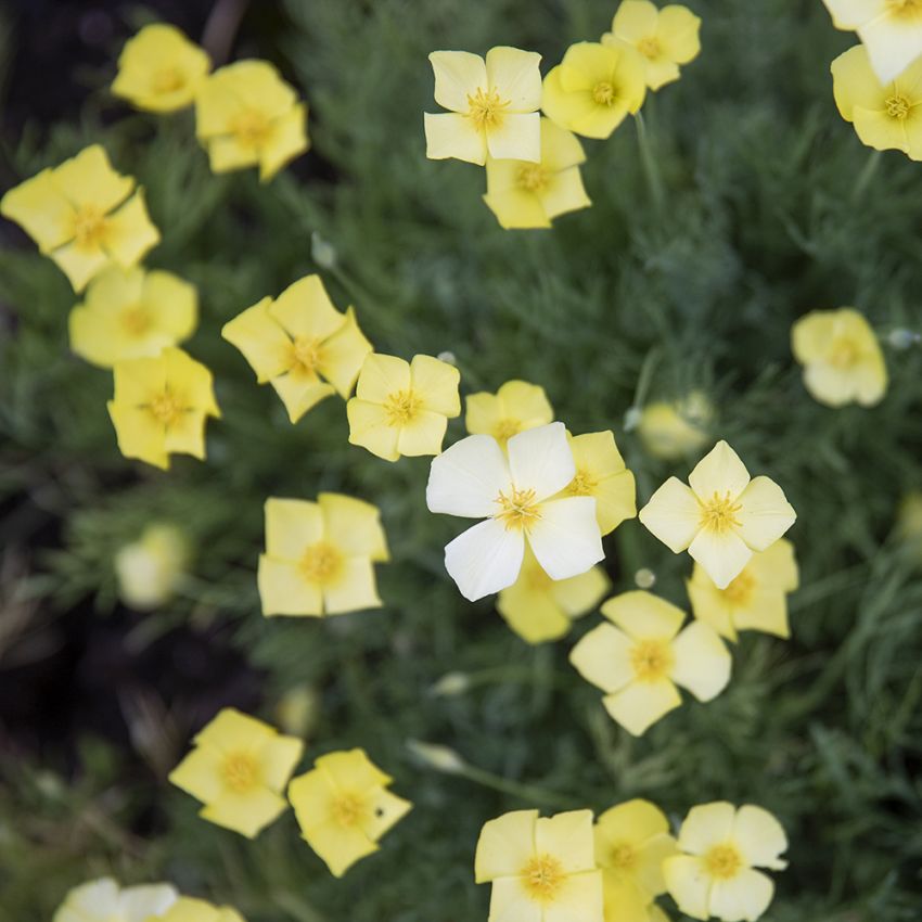 Gelber Kalifornischer Mohn in der Gruppe Samen / Einjährige Blumen bei Impecta Fröhandel (83631)