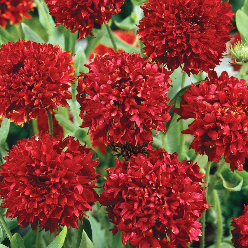 Kokardenblume 'Red Plume' in der Gruppe Samen / Einjährige Blumen bei Impecta Fröhandel (8371)