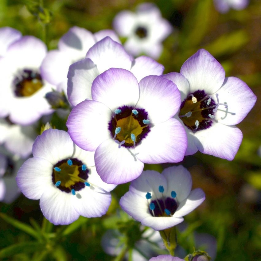 Dreifarbige Gilie in der Gruppe Samen / Einjährige Blumen bei Impecta Fröhandel (8375)