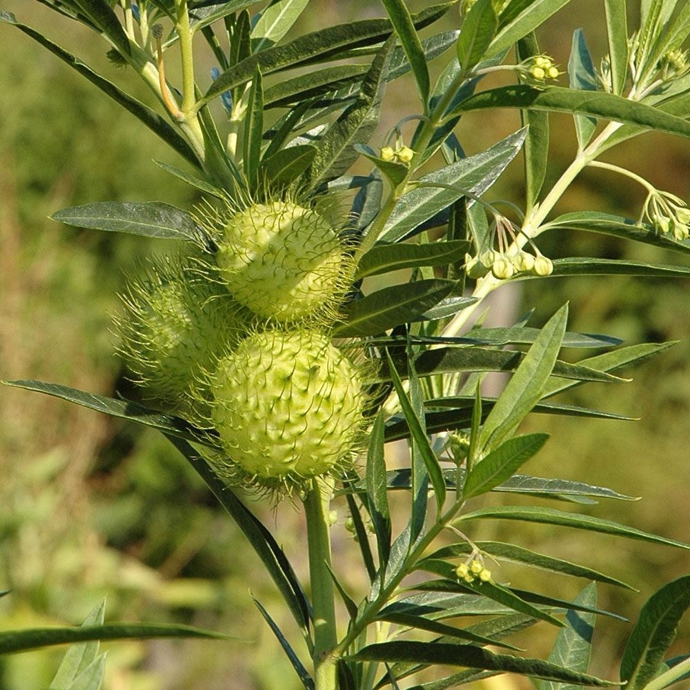 Ballonpflanze 'Hairy Balls' in der Gruppe Samen / Einjährige Blumen bei Impecta Fröhandel (8395)